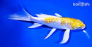 7.5" GINRIN LEMON HARIWAKE BUTTERFLY