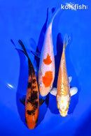 PACK OF (3) 5-6" STANDARD KOI