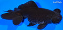 5.25" TELESCOPE FANTAIL GOLDFISH