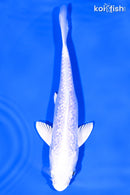 5.75" GINRIN PLATINUM OGON
