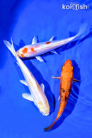 PACK OF (3) 5-6" STANDARD KOI