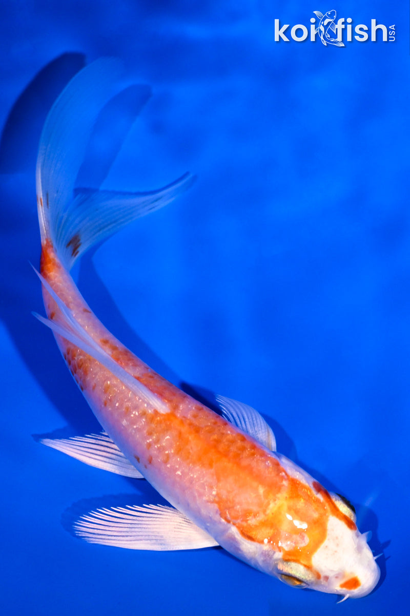 4.25" HARIWAKE BUTTERFLY