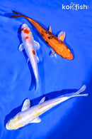 PACK OF (3) 5-6" STANDARD KOI