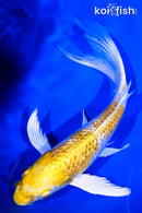 7.5" GINRIN LEMON HARIWAKE BUTTERFLY