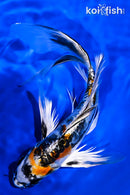 8.25" BENI KIKOKURYU BUTTERFLY