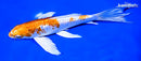 7.75" GINRIN HARIWAKE BUTTERFLY