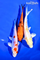 PACK OF (3) 5-6" STANDARD KOI