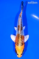 5.75" KUJAKU