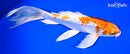 7.75" GINRIN HARIWAKE BUTTERFLY