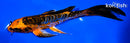 8.25" BENI KIKOKURYU BUTTERFLY