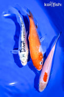 PACK OF (3) 5-6" STANDARD KOI