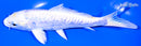 6" DOITSU LEMON HARIWAKE