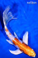 7.75" GINRIN HARIWAKE BUTTERFLY