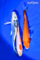 PACK OF (3) 5-6" STANDARD KOI