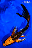 8.25" BENI KIKOKURYU BUTTERFLY