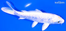 6" DOITSU LEMON HARIWAKE