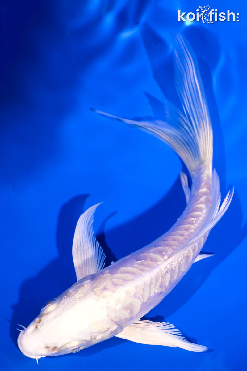 5.25" DOITSU PLATINUM OGON BUTTERFLY