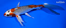 8" BENI GINGA BUTTERFLY
