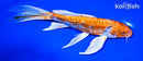 8.25" KIKUSUI BUTTERFLY