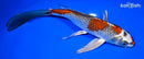 8" BENI GINGA BUTTERFLY