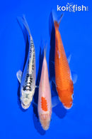 PACK OF (3) 5-6" STANDARD KOI