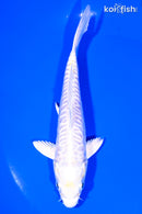 6" DOITSU LEMON HARIWAKE