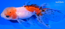 4.5" CALICO ORANDA GOLDFISH