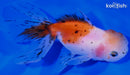 4.5" CALICO ORANDA GOLDFISH