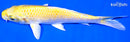 5.75" YAMABUKI OGON
