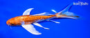 8.25" KIKUSUI BUTTERFLY