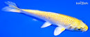 5.75" YAMABUKI OGON