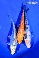 PACK OF (3) 5-6" STANDARD KOI
