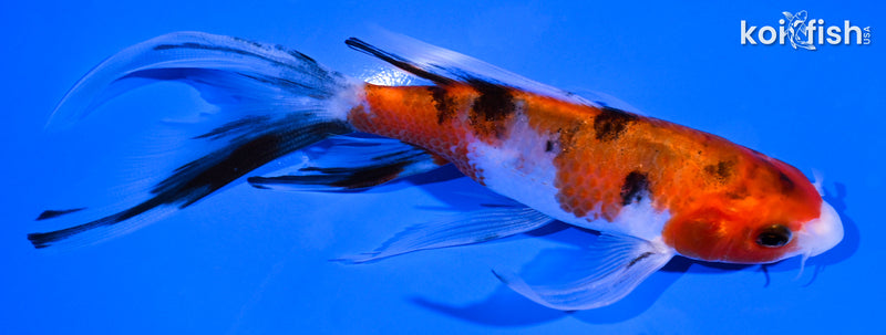 5.5" SANKE BUTTERFLY