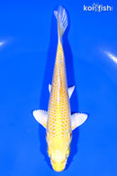 5.75" YAMABUKI OGON