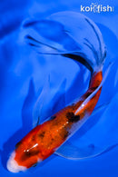 5.5" SANKE BUTTERFLY