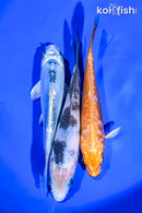 PACK OF (3) 5-6" STANDARD KOI