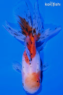 4.5" CALICO ORANDA GOLDFISH