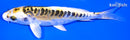 5.75" KIN KIKOKURYU