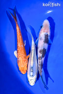 PACK OF (3) 5-6" STANDARD KOI