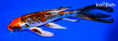 7.75" GINRIN KUJAKU BUTTERFLY