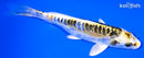 5.75" KIN KIKOKURYU