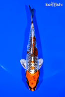 5.75" KUJAKU
