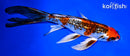 7.75" GINRIN KUJAKU BUTTERFLY