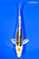 5.75" KIN KIKOKURYU