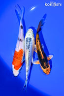 PACK OF (3) 5-6" STANDARD KOI