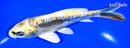 5.75" KIN KIKOKURYU