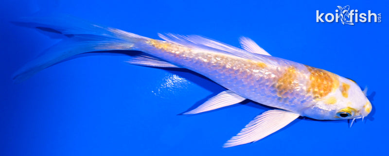 4.25" GINRIN HARIWAKE BUTTERFLY