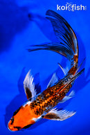 7.75" GINRIN KUJAKU BUTTERFLY