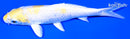 5.75" LEMON HARIWAKE