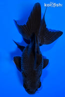 4.75" TELESCOPE FANTAIL GOLDFISH